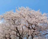 イベント「春にまつわるプレゼン」 イベント「春にまつわるプレゼン」